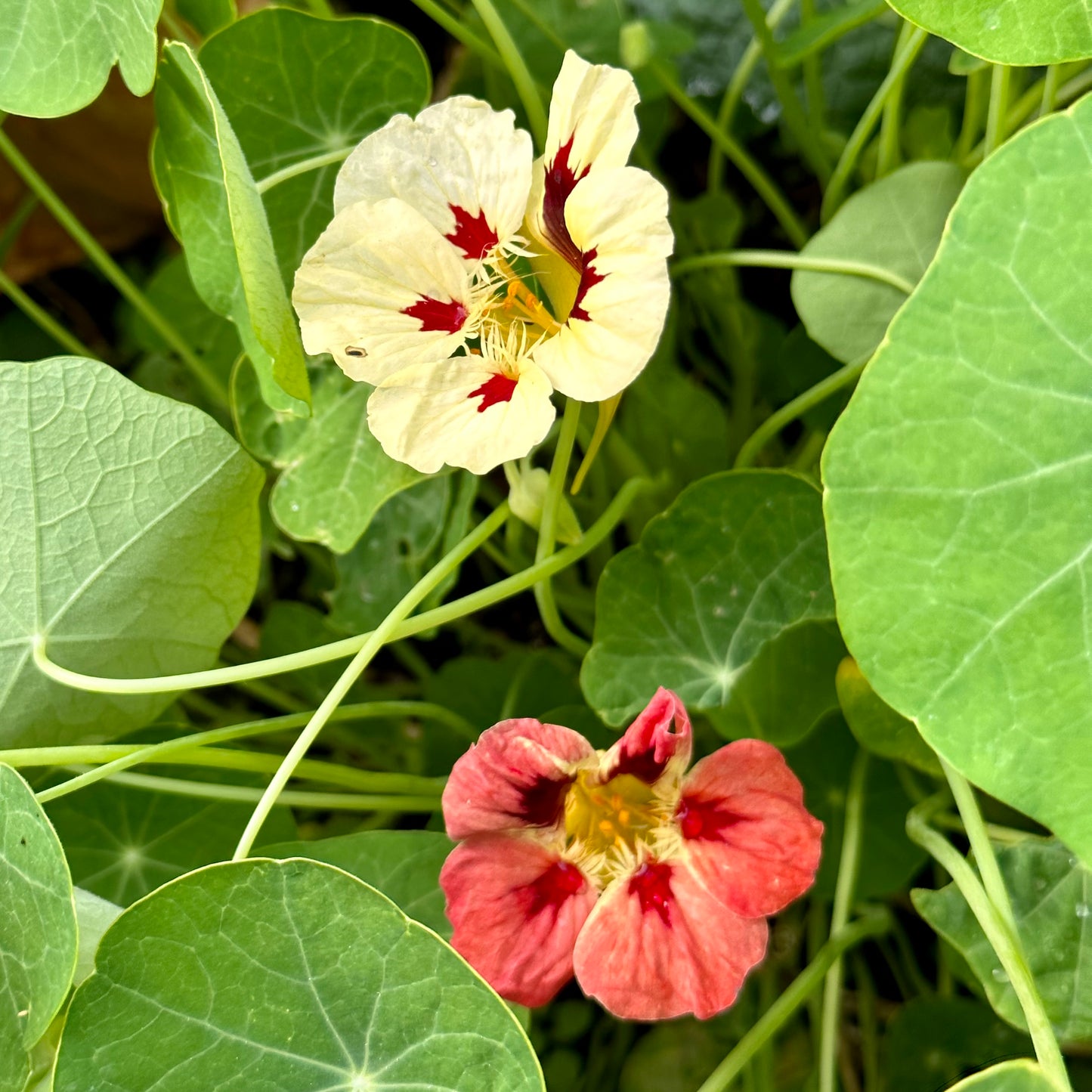 Nasturtium ‘Bloody Mary’ 12 Seeds