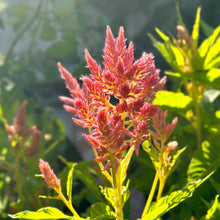 Load image into Gallery viewer, Celosia &#39;Pink Sunrise Mix&#39; Seeds
