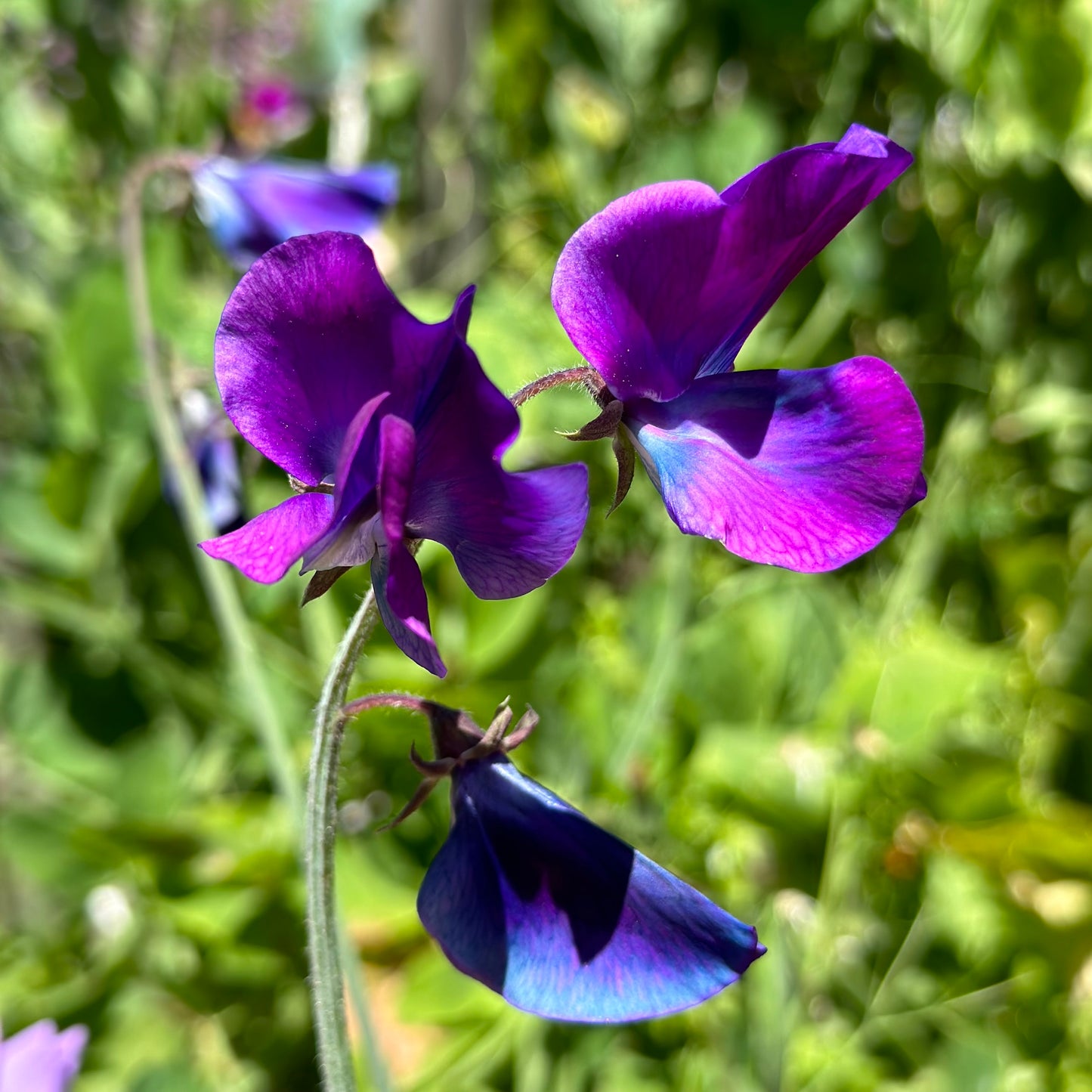 Sweet Pea ‘Blue Shift’ Seeds.