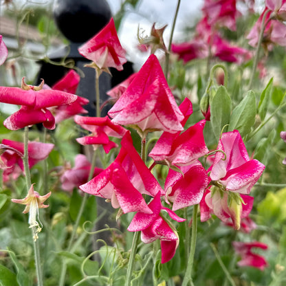 Sweet Pea ‘Mars’ Seeds