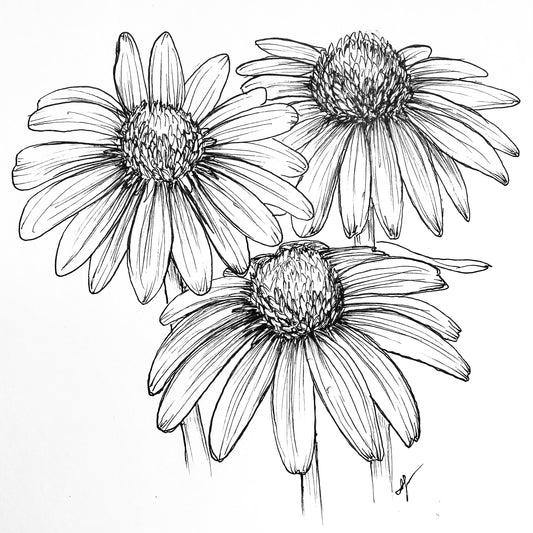 Echinacea Purpurea ‘Magnus’ Seeds