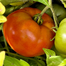 Load image into Gallery viewer, Tomato &#39;Beefsteak&#39; Seeds
