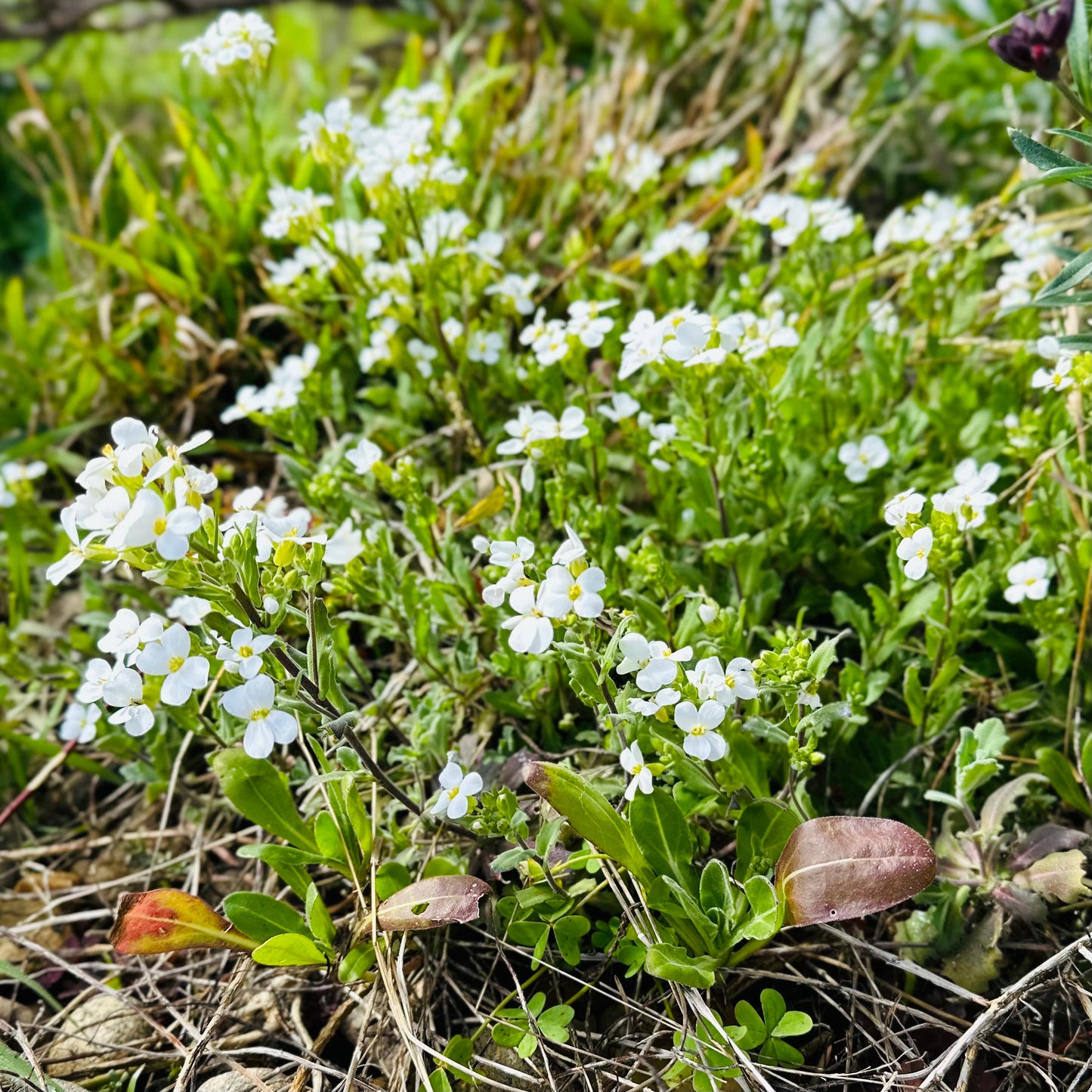 Arabis 'Snow Peak' Seeds
