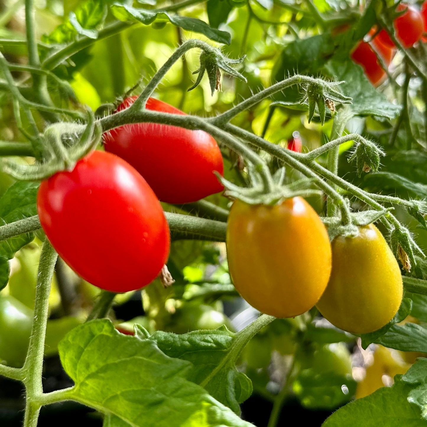 Micro Tomato ‘Laura’ 25 Seeds