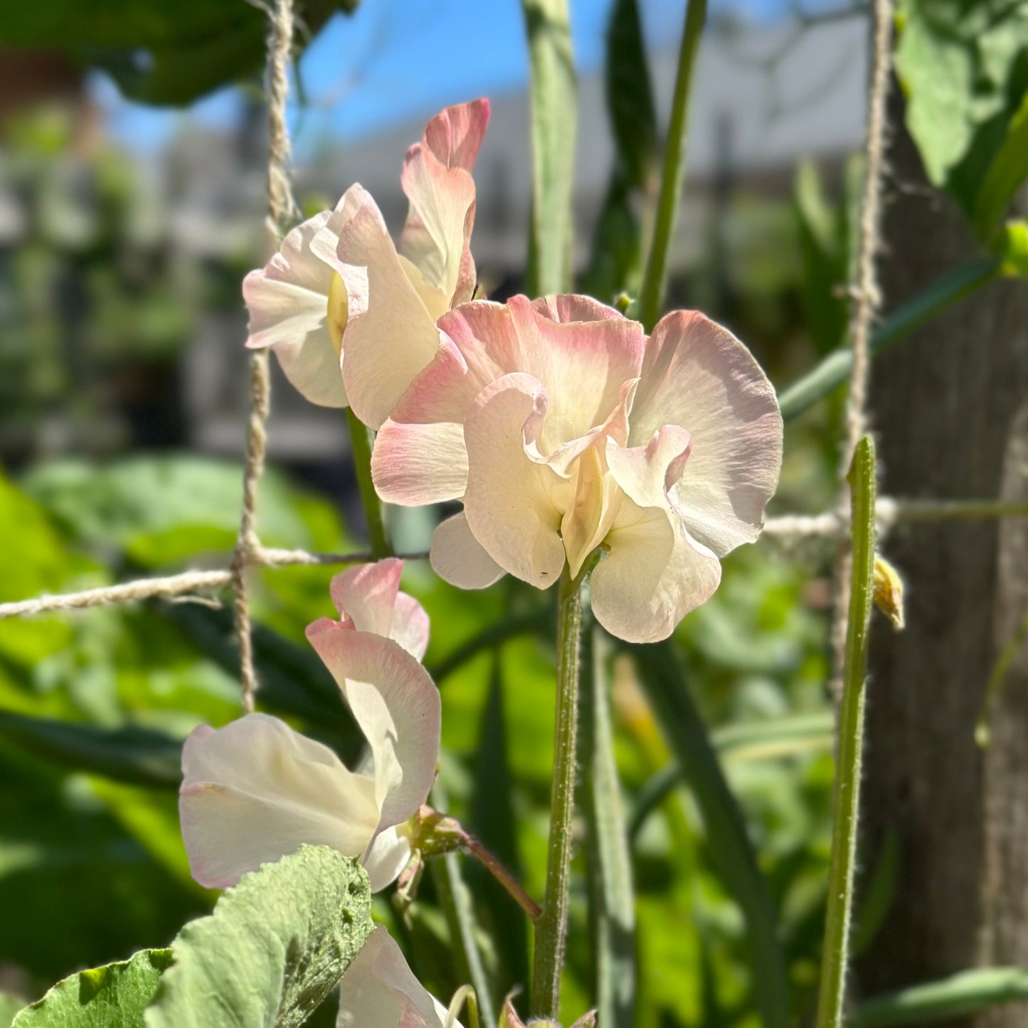 Sweet Pea ‘Bix’ Seeds