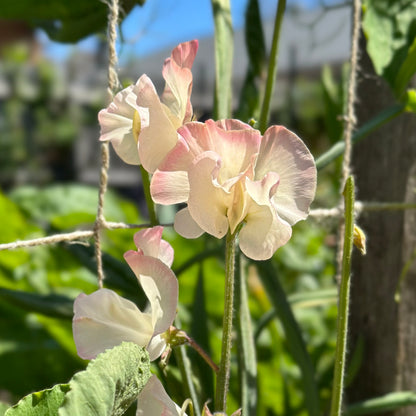 Sweet Pea ‘Bix’ Seeds