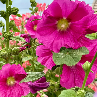 Hollyhock 'Fandango' Seeds