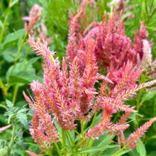 Load image into Gallery viewer, Celosia &#39;Pink Sunrise Mix&#39; Seeds
