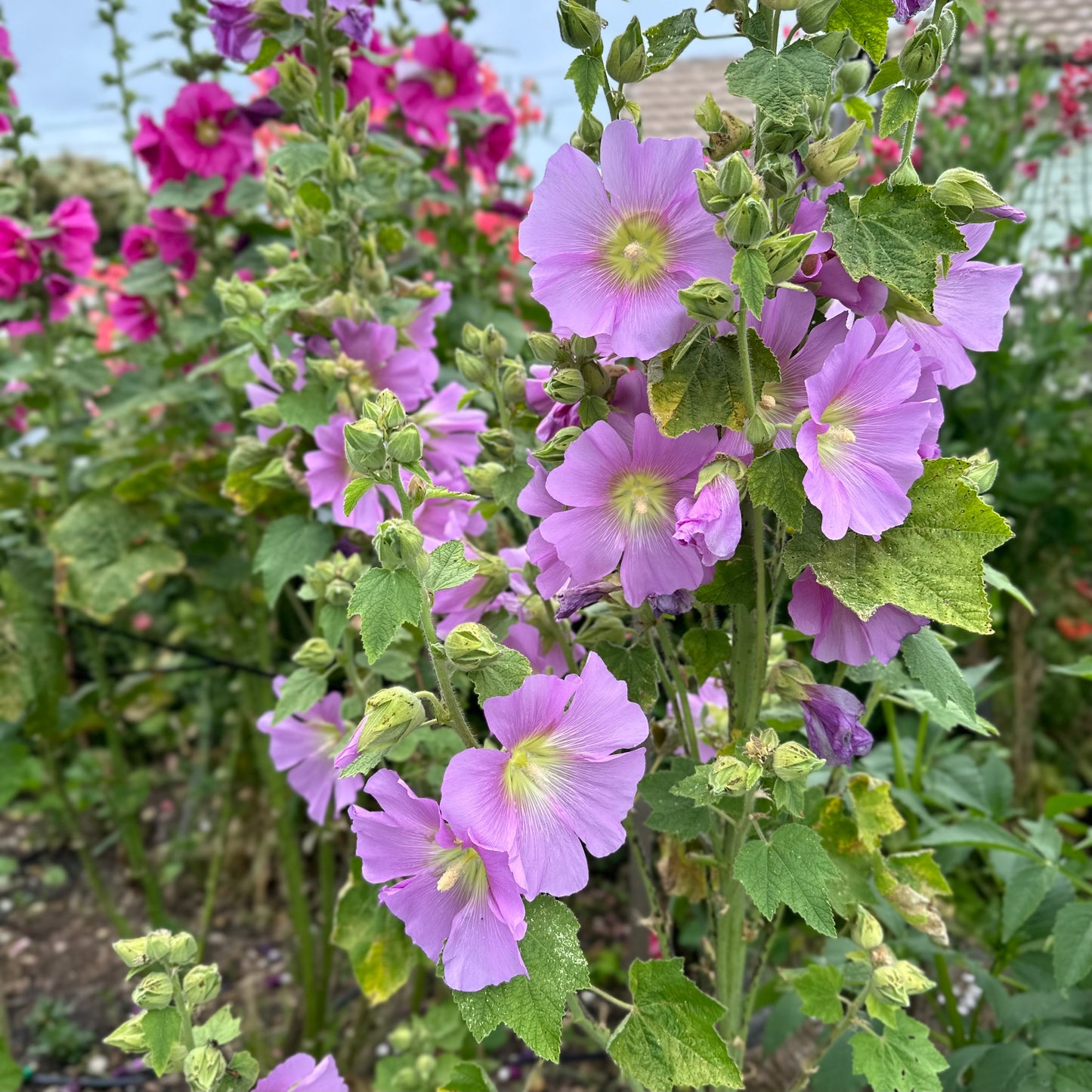 Hollyhock 'Lilac Mix’ Seeds