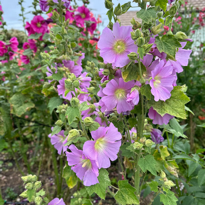 Hollyhock 'Lilac Mix’ Seeds
