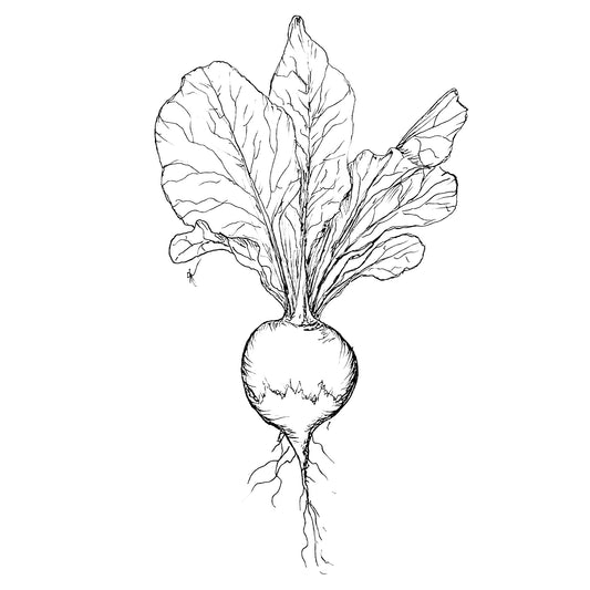 Radish 'Sparkler’ 200 Seeds