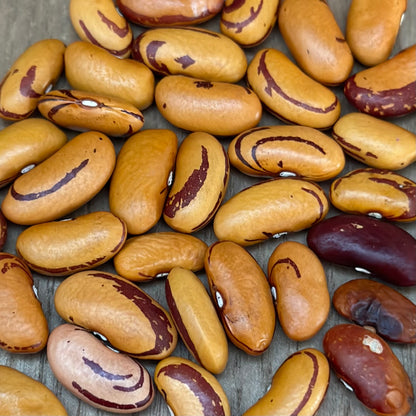 Bush Bean 'Eye of the Tiger’ Seeds