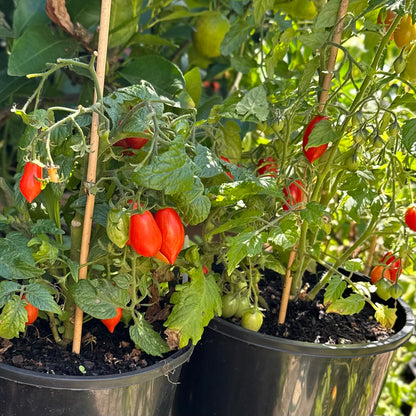 Micro Tomato ‘Laura’ 25 Seeds