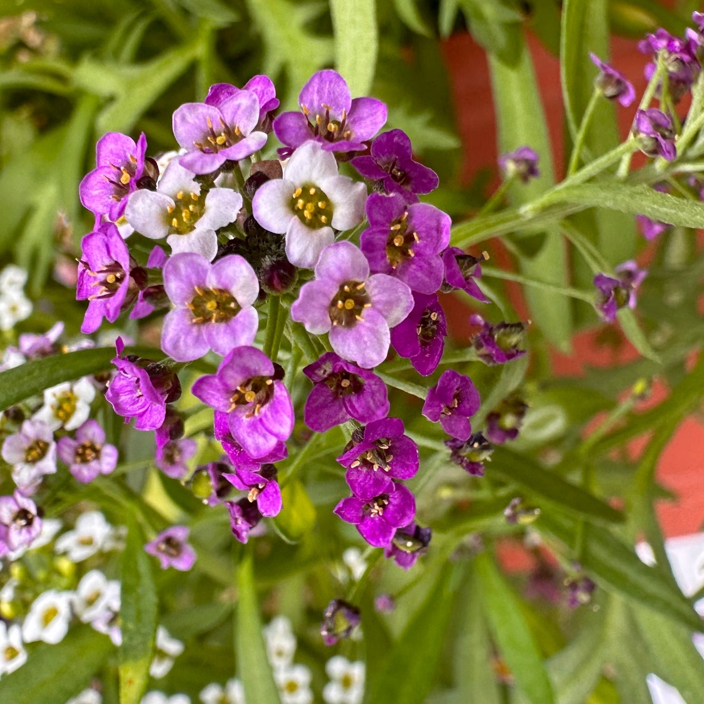Alyssum 'Magic Circles' Mixed Seeds