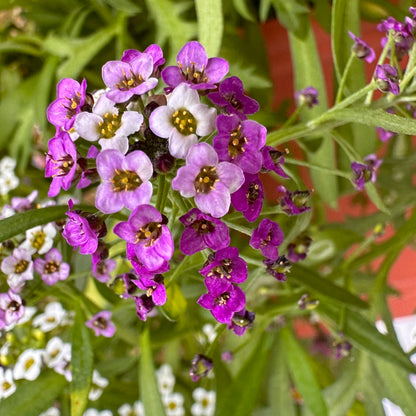 Alyssum 'Magic Circles' Mixed Seeds