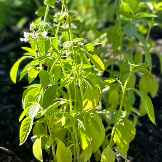 Basil - Lemon Basil Seeds