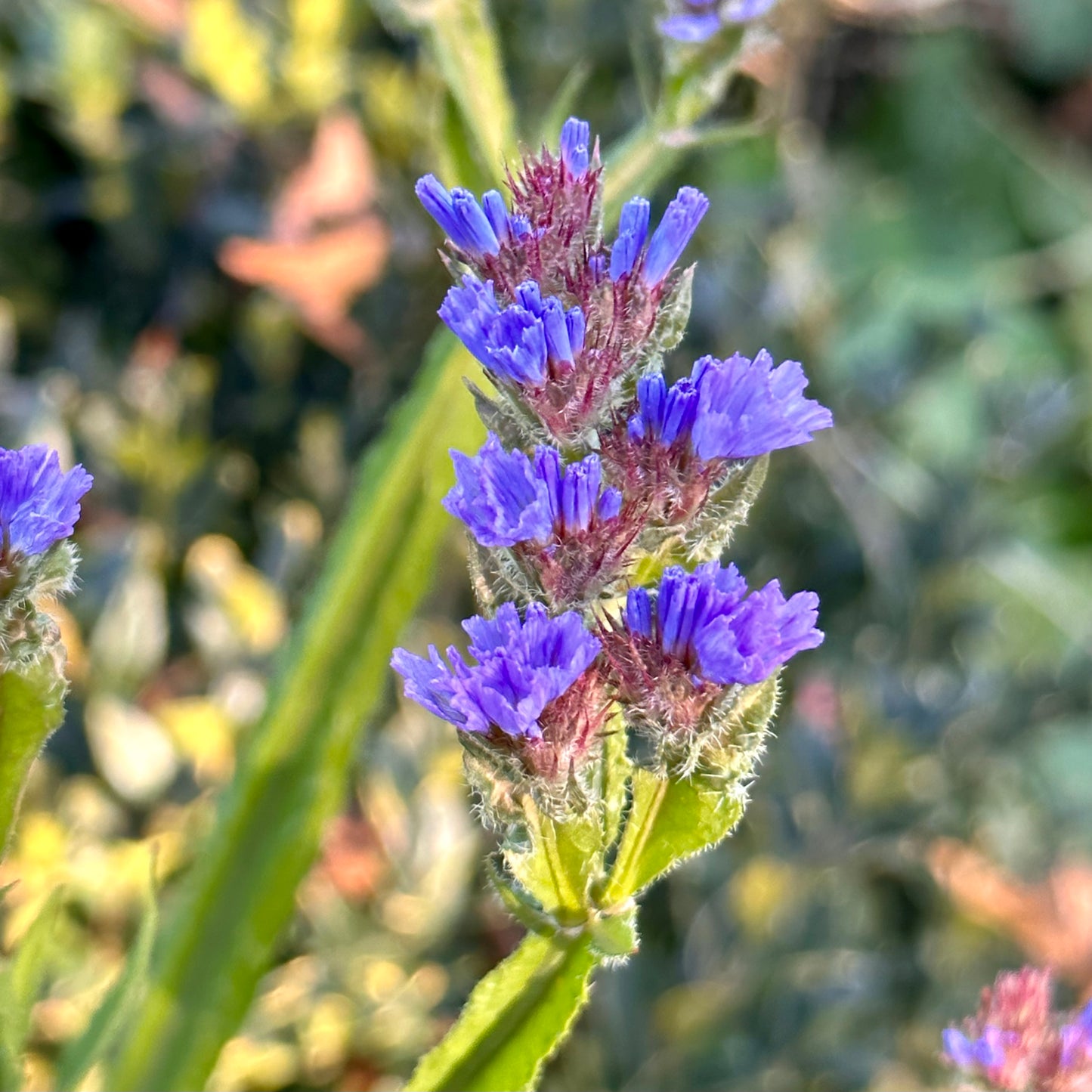 Statice 'Heavenly Blue' Seeds