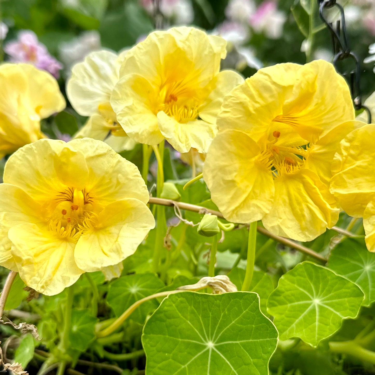 Nasturtium ‘Gleams Moon’ Seeds
