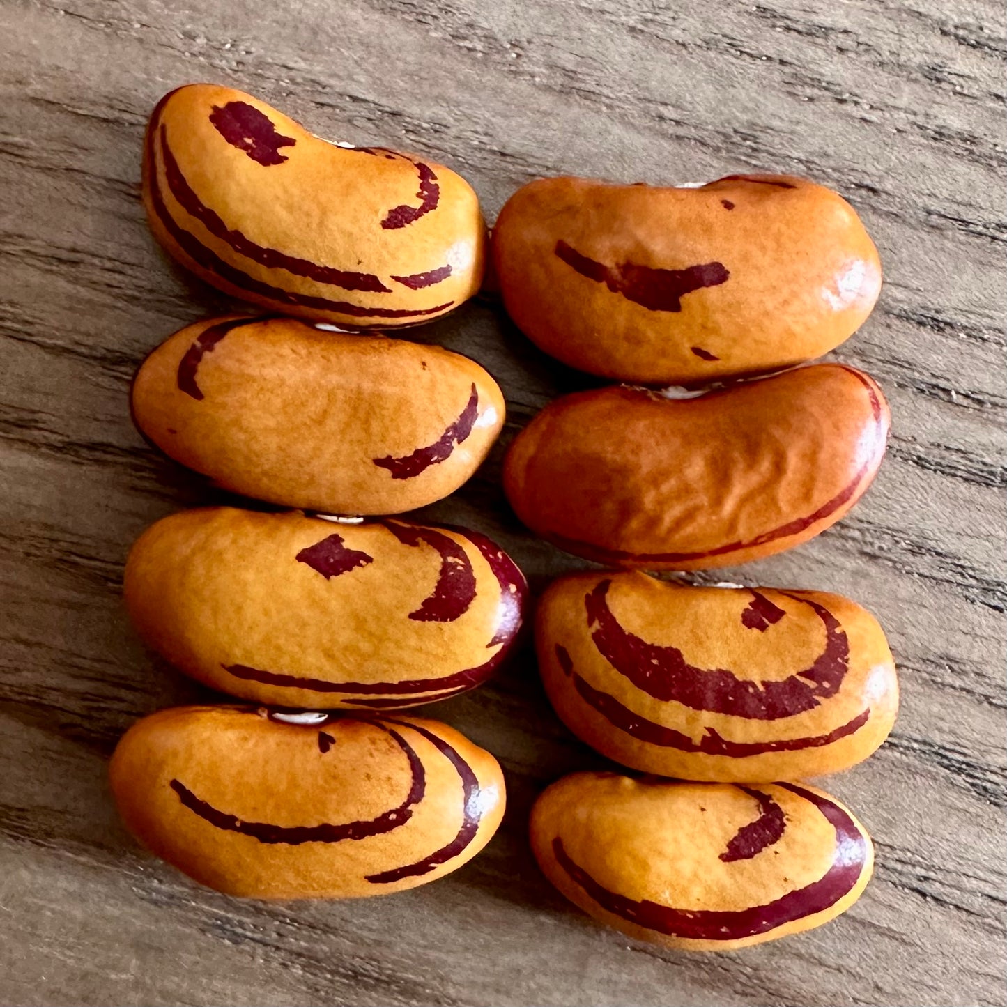 Bush Bean 'Eye of the Tiger’ Seeds