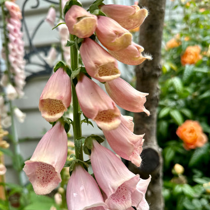 Foxglove 'Apricot Beauty' 500 Seeds