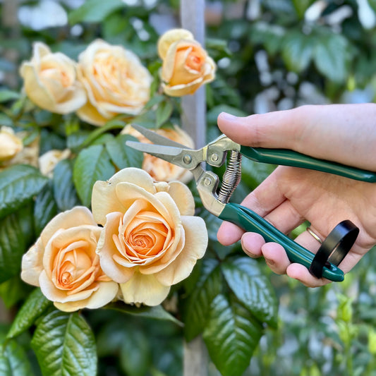 Burgon & Ball RHS Flower and Fruit Snip