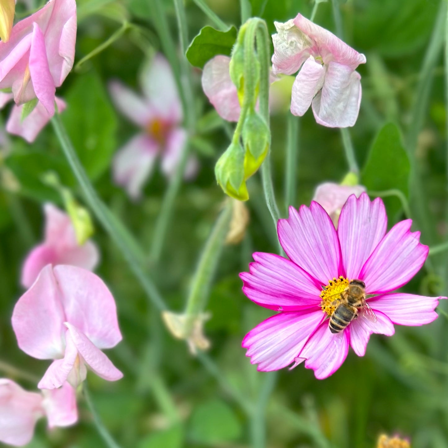 Cottage Garden Flower Mix 10g Seeds