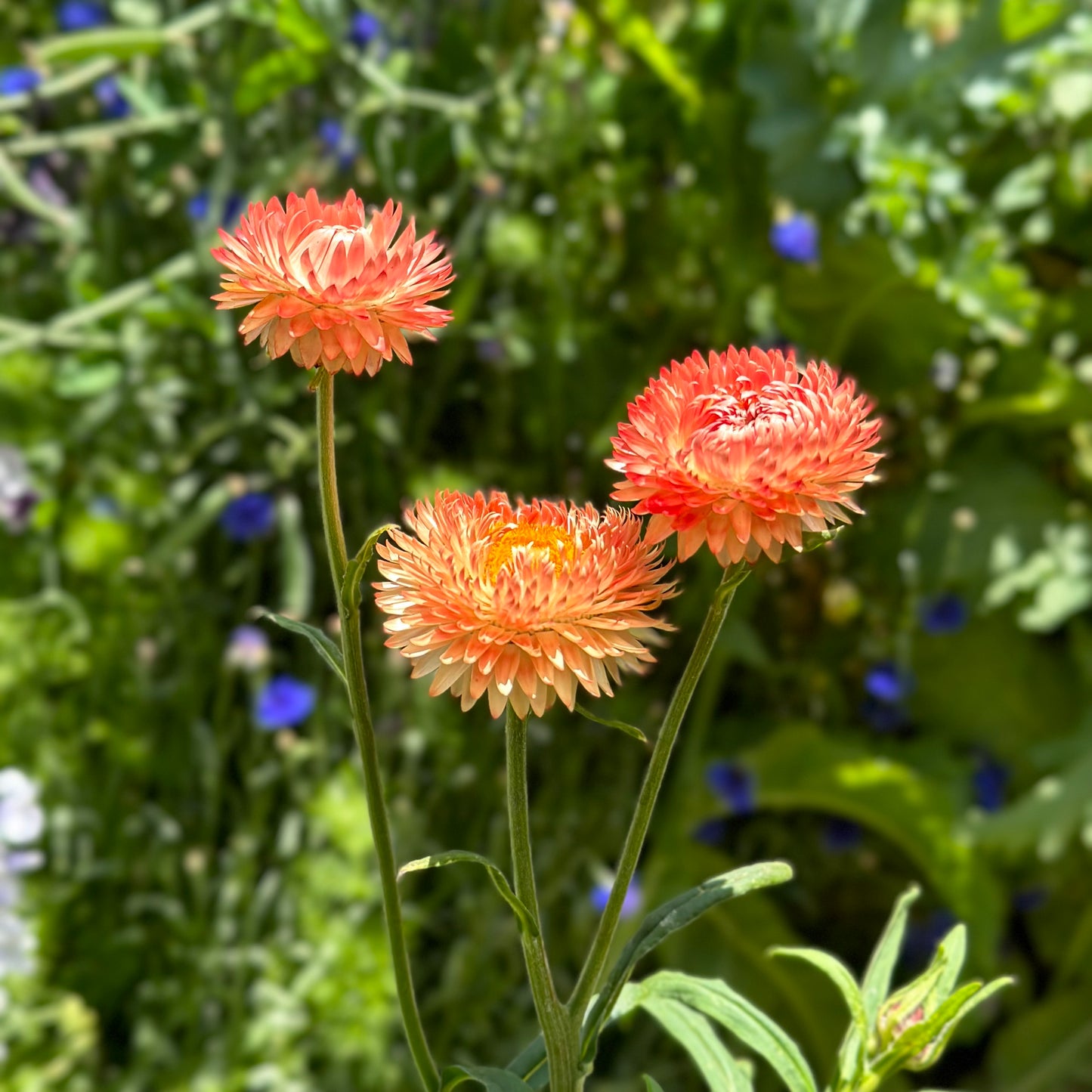 Australian Wildflower Scatter Mix 2g Seeds