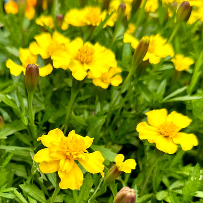 Marigold 'Lemon Drop' Seeds