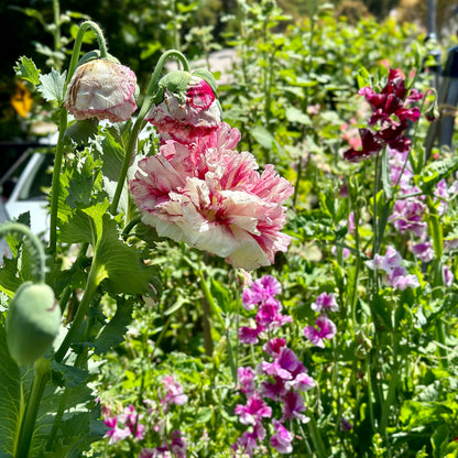 Cottage Garden Flower Mix 10g Seeds