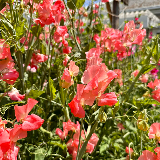 Sweet Pea ‘Candy Floss’ Seeds.