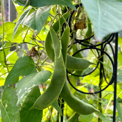 Runner Bean 'White Lady’ Seeds