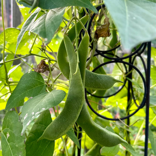Runner Bean 'White Lady’ Seeds