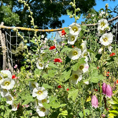 Hollyhock 'Helston Cream' Seeds
