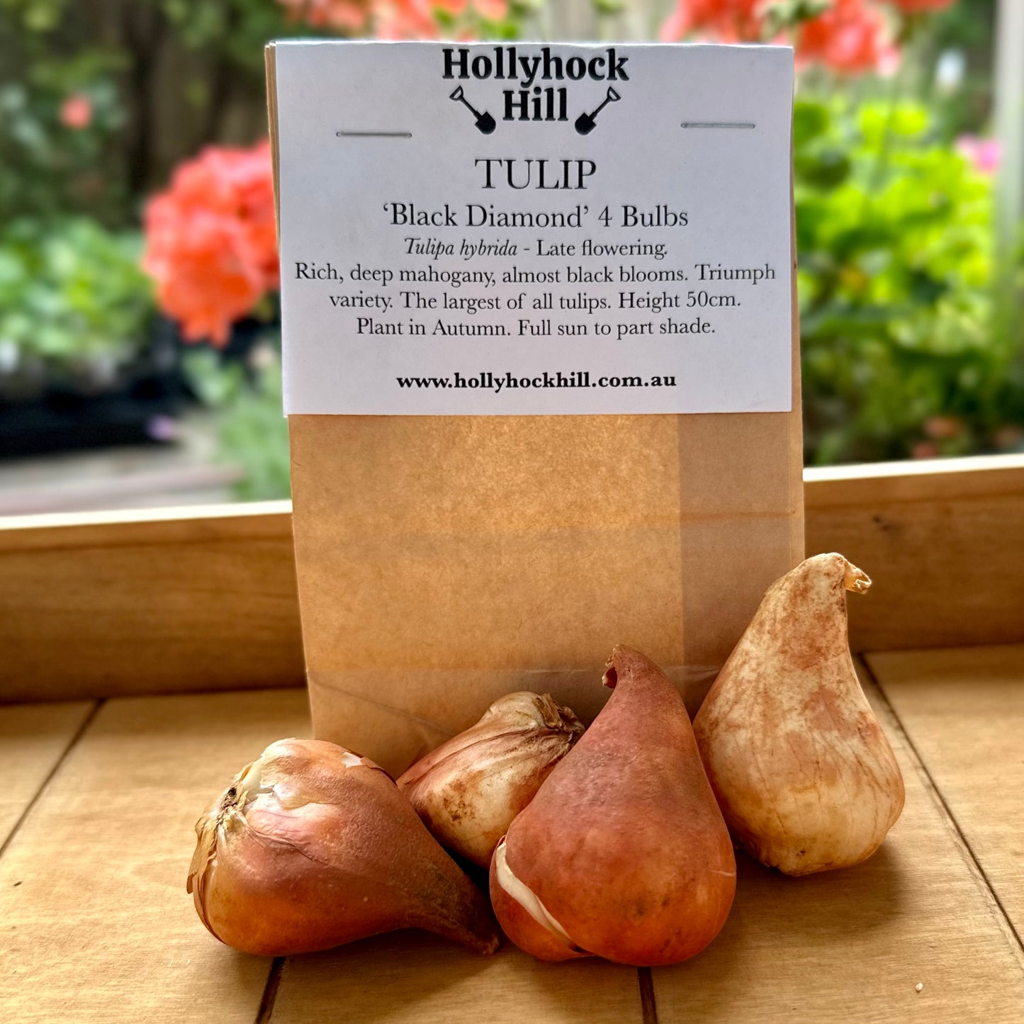 Tulip -'Black Diamond’ 4 Bulbs