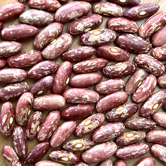 Bush Bean 'Fin de Bagnol' Seeds