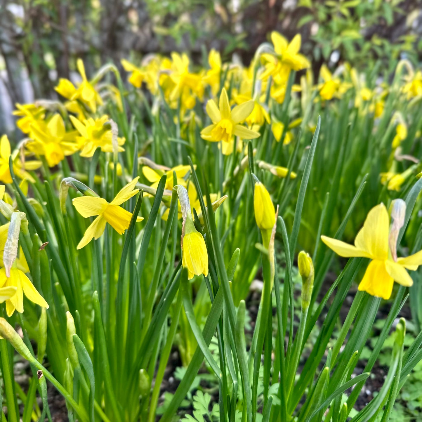 Miniature Daffodil 'Yellow Sailboat' 4 Bulbs