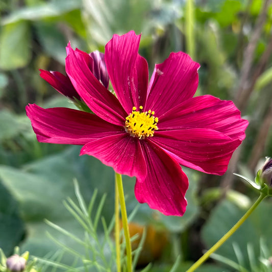 Cosmos ‘Velouette’ 30 Seeds