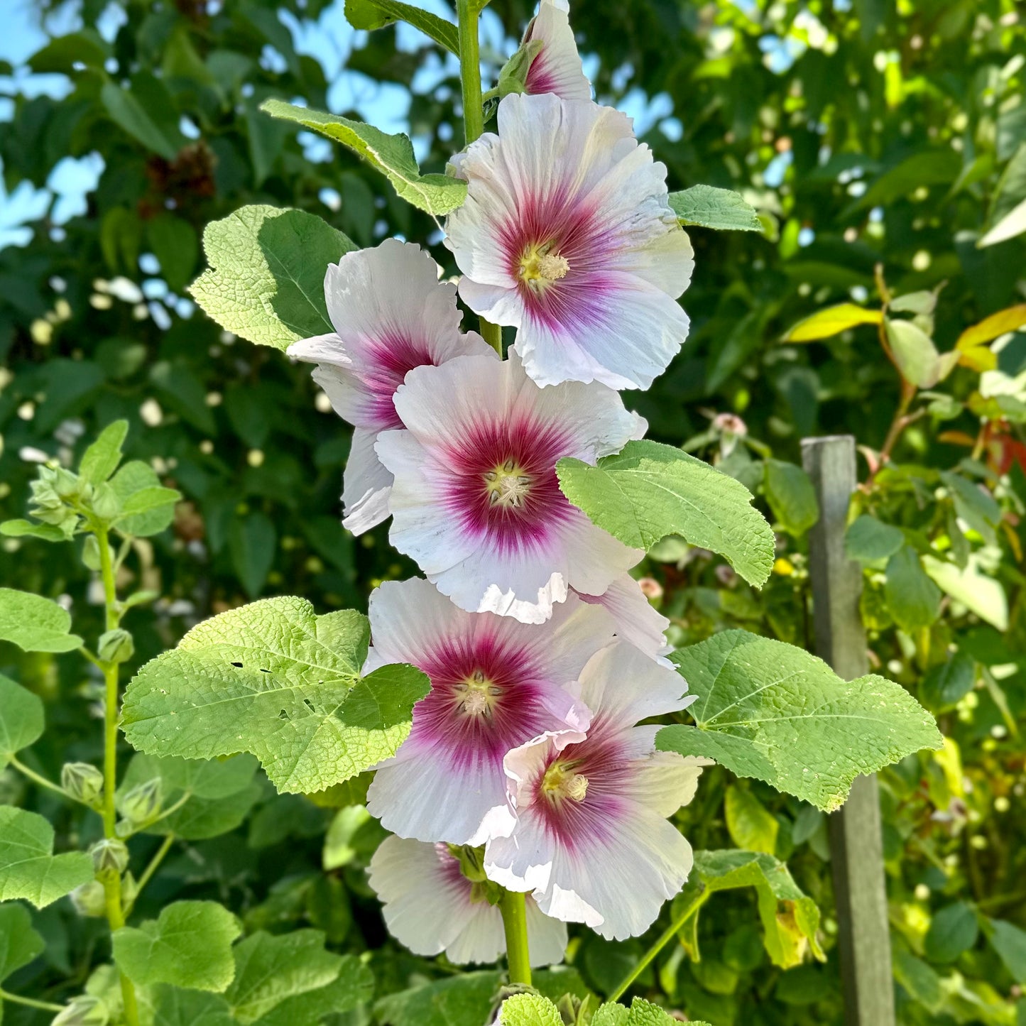 Hollyhock 'Blackberry Halo' Seeds