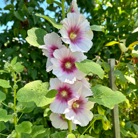 Hollyhock 'Blackberry Halo' Seeds