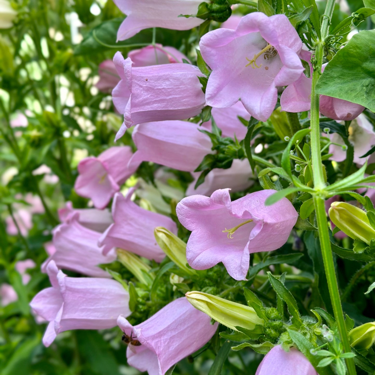 Canterbury Bells - Rose Pink Seeds