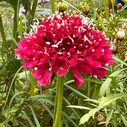 Pincushion Flower Scabiosa 'Beaujolais Bonnets' Seeds