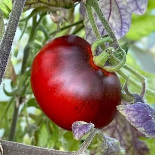 Tomato 'Blue Chocolate’ 25 Seeds