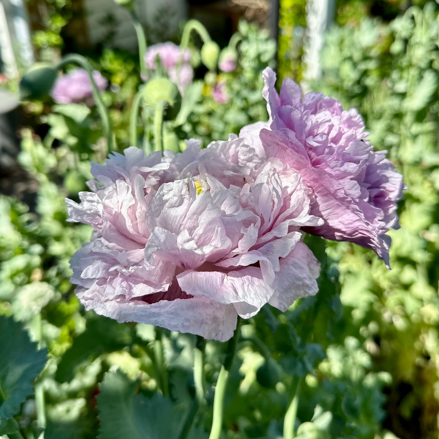 Peony Poppy Duchess of Kent Seeds