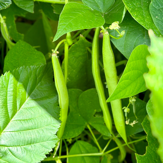 Bush Bean 'Andersons Wonder’ Seeds