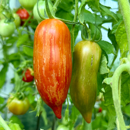 Tomato 'Marzano Fire’ 25 Seeds