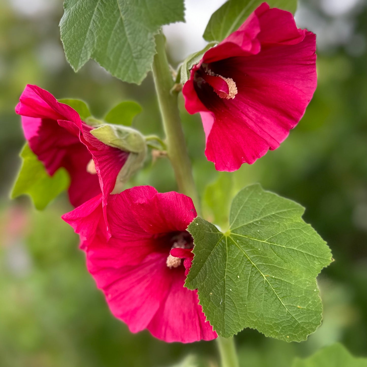 Hollyhock 'Sweetheart’ Seeds