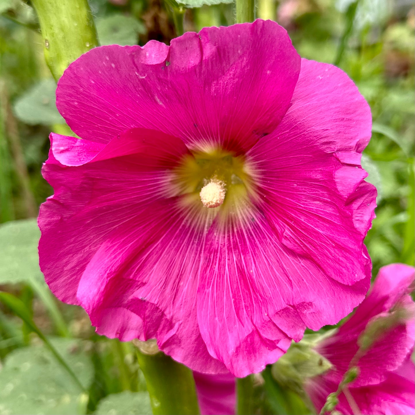 Hollyhock 'Fandango' Seeds