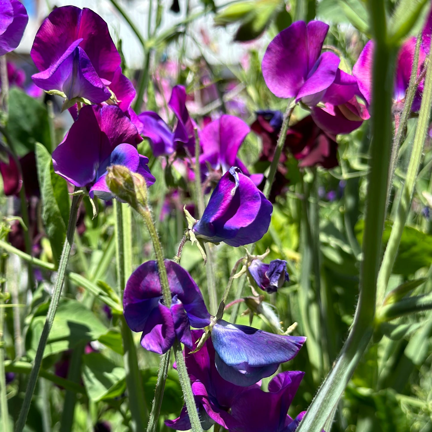 Sweet Pea ‘Blue Shift’ Seeds.