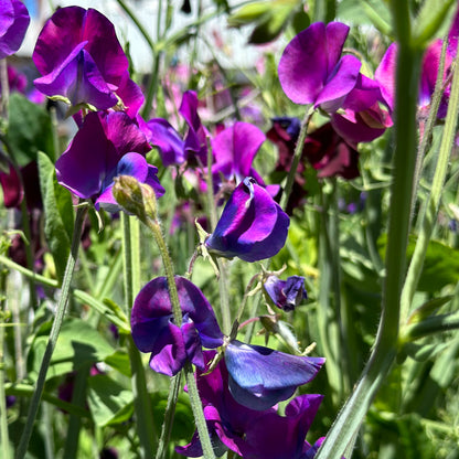 Sweet Pea ‘Blue Shift’ Seeds.