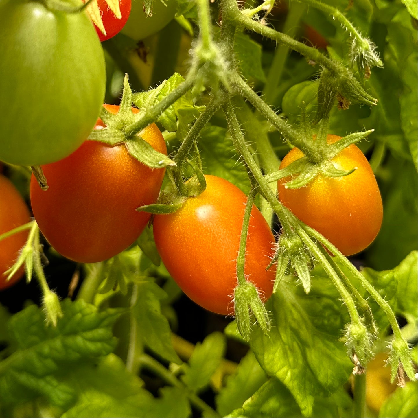 Micro Tomato ‘Laura’ 25 Seeds